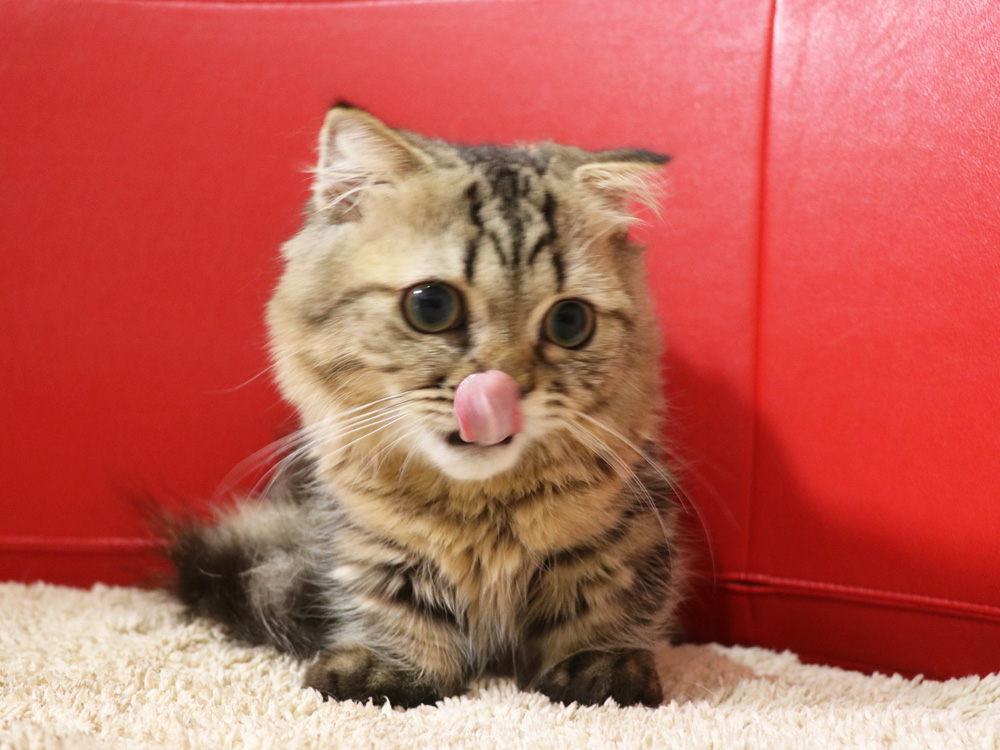 ミヌエットの子猫