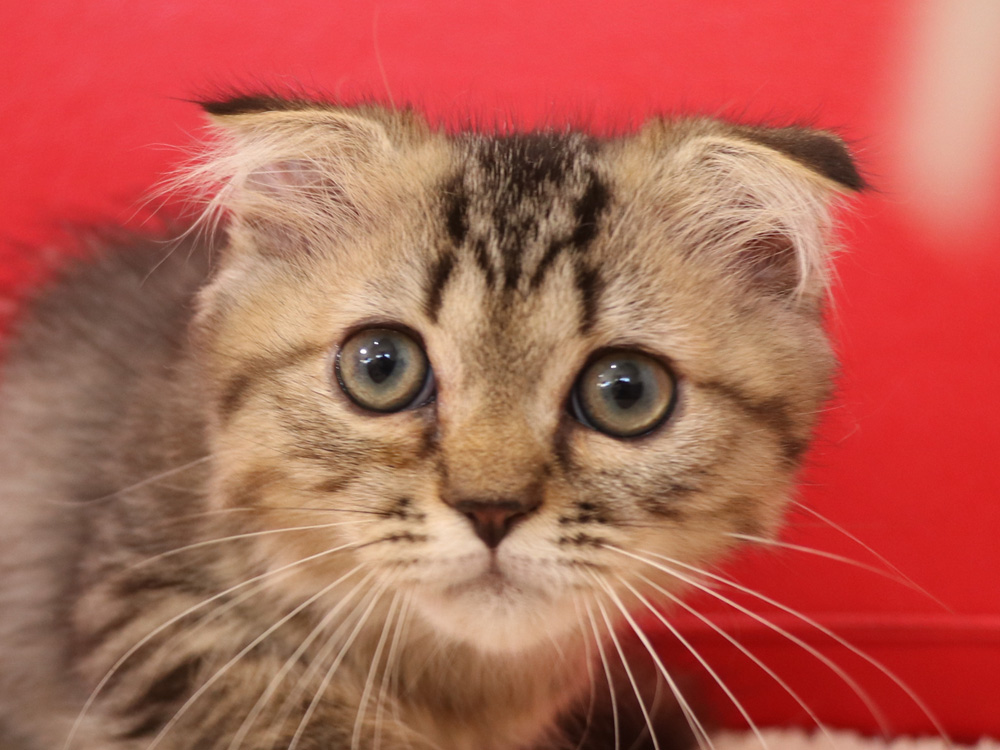ミヌエットの子猫