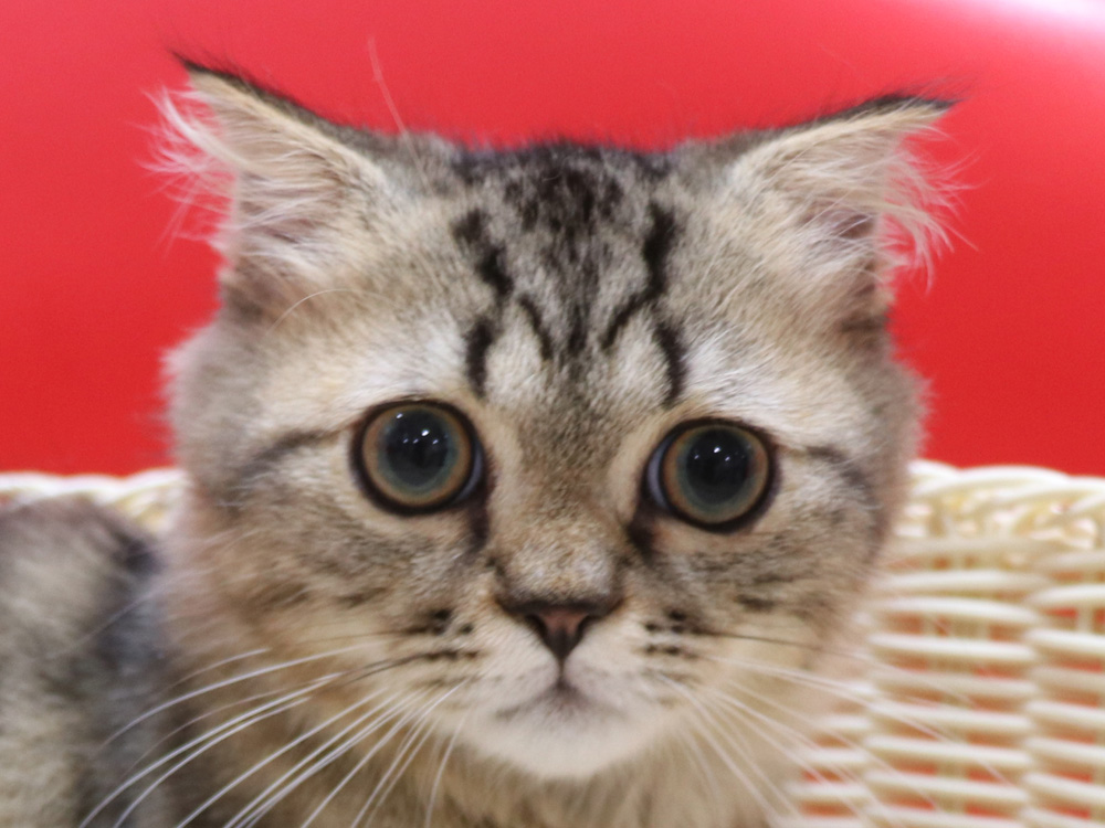 ミヌエットの子猫