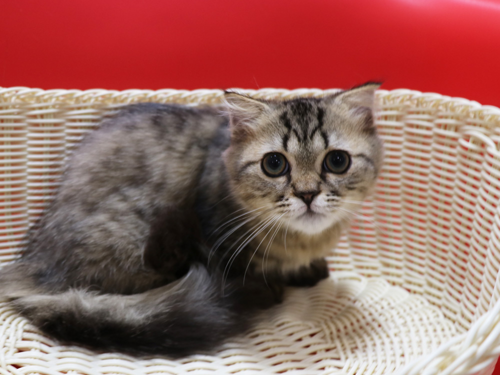 ミヌエットの子猫