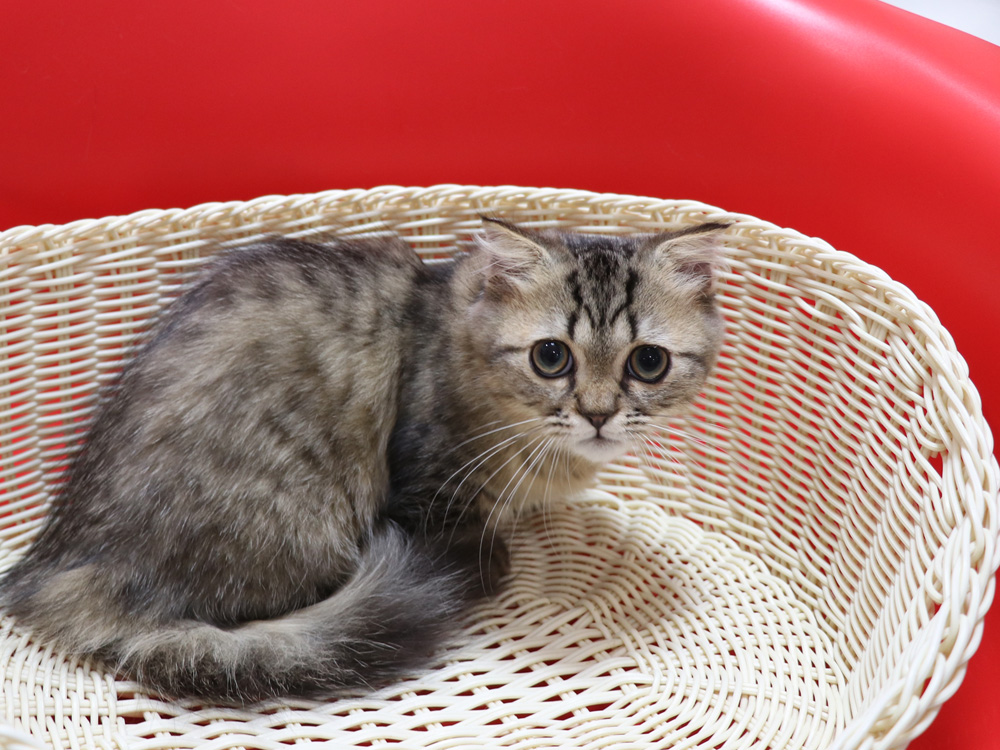 ミヌエットの子猫