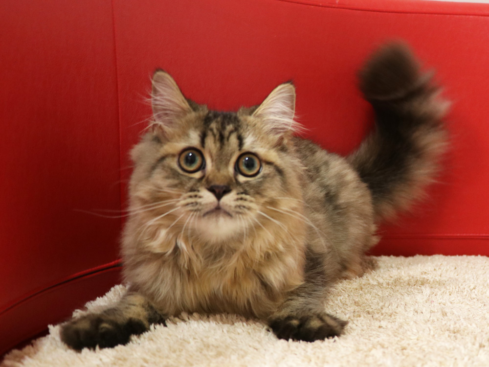 ミヌエットの子猫