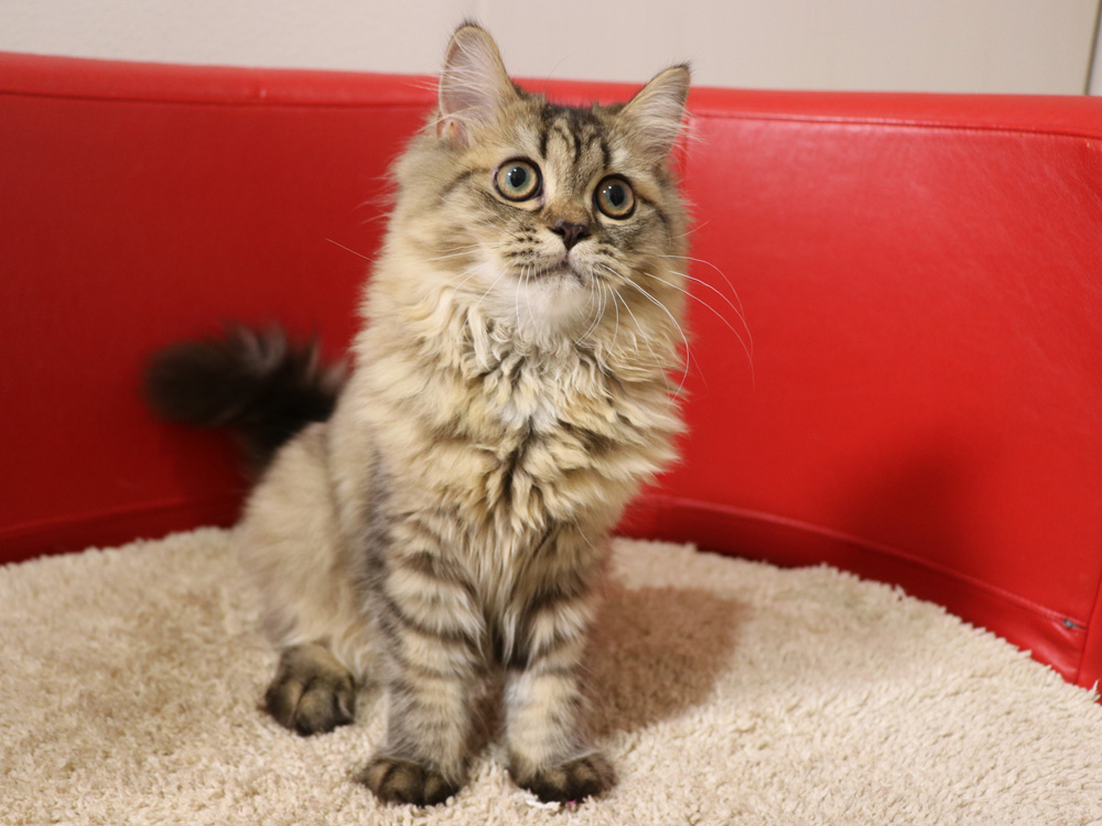 ミヌエットの子猫