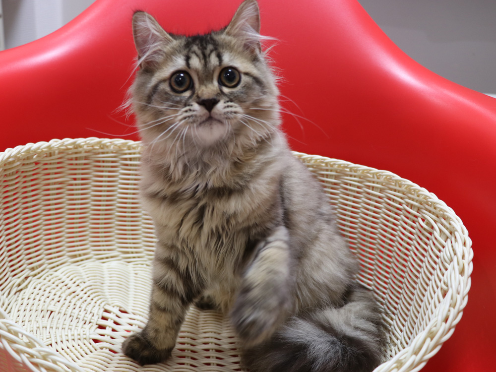 ミヌエットの子猫