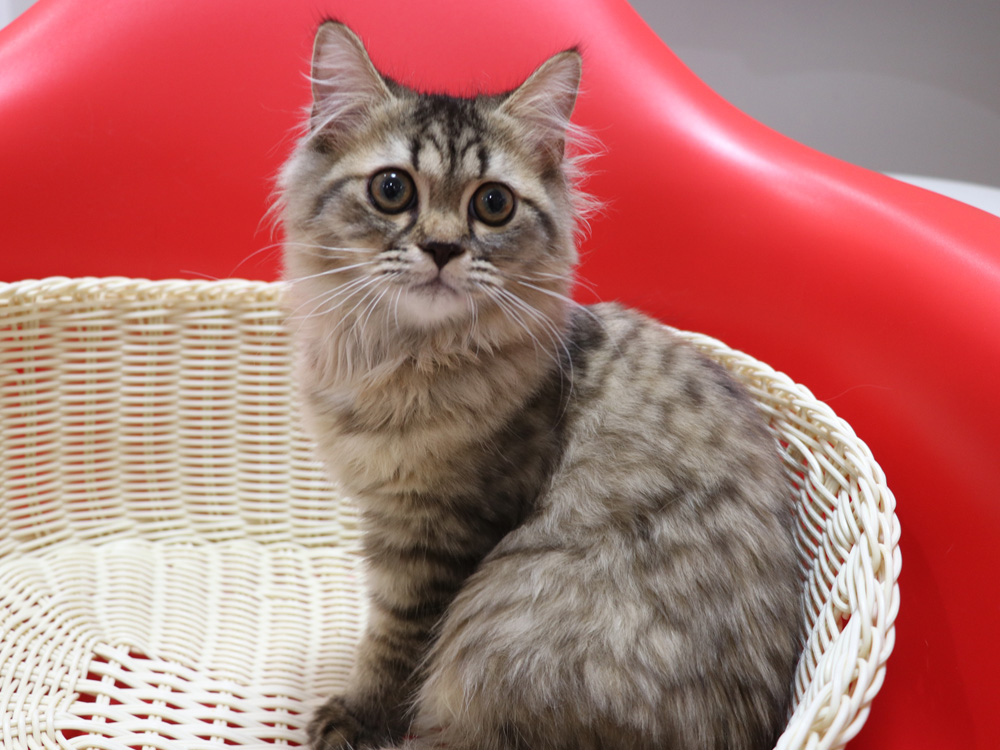 ミヌエットの子猫