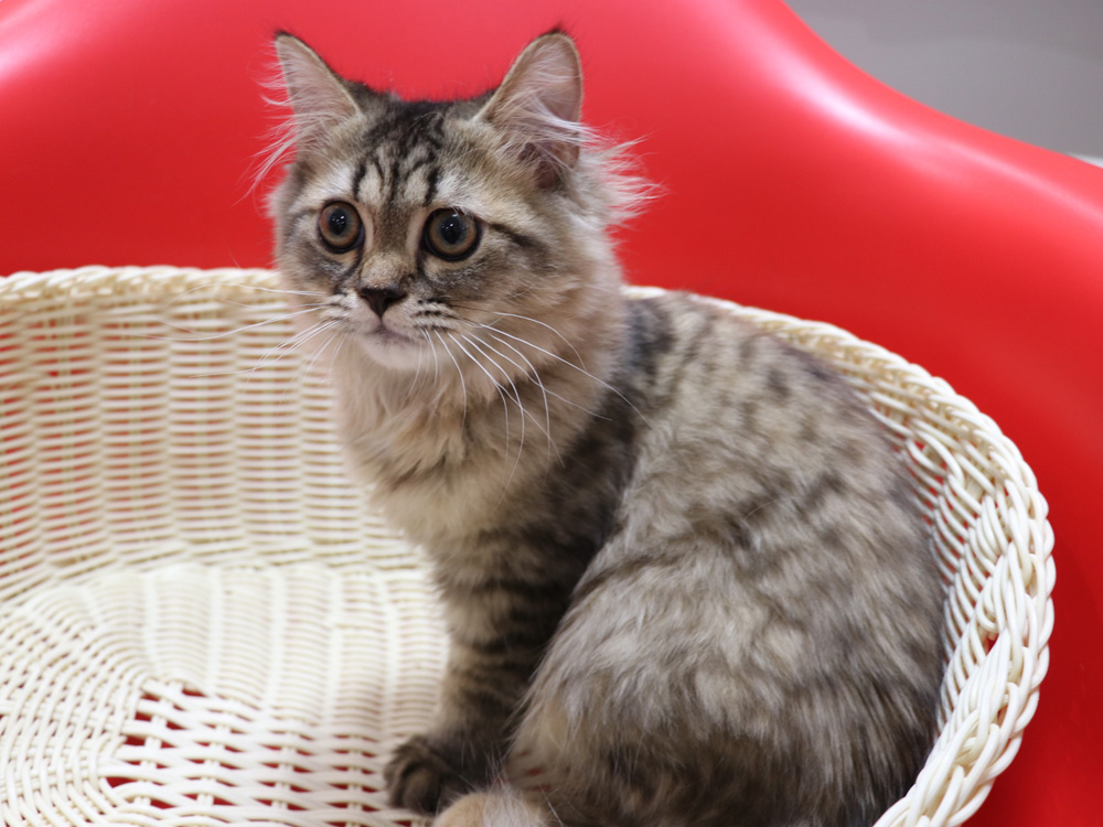 ミヌエットの子猫