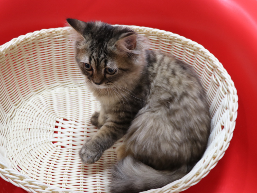 ミヌエットの子猫