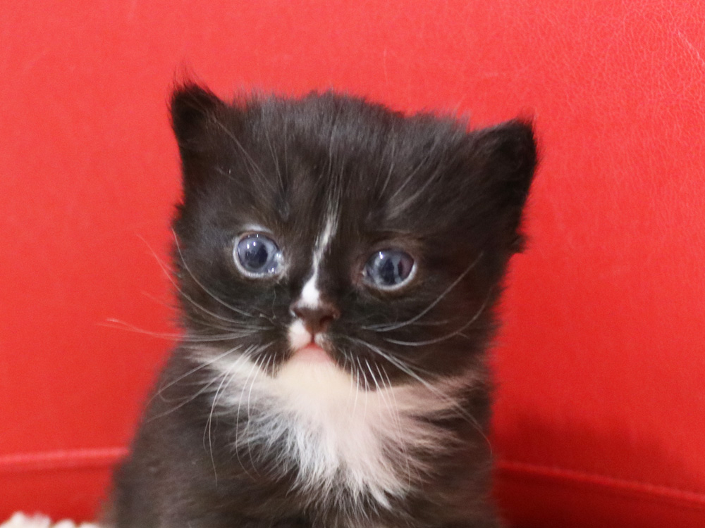 ミヌエットの子猫