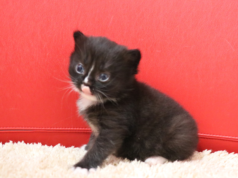 ミヌエットの子猫