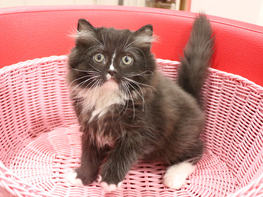 ミヌエットの子猫