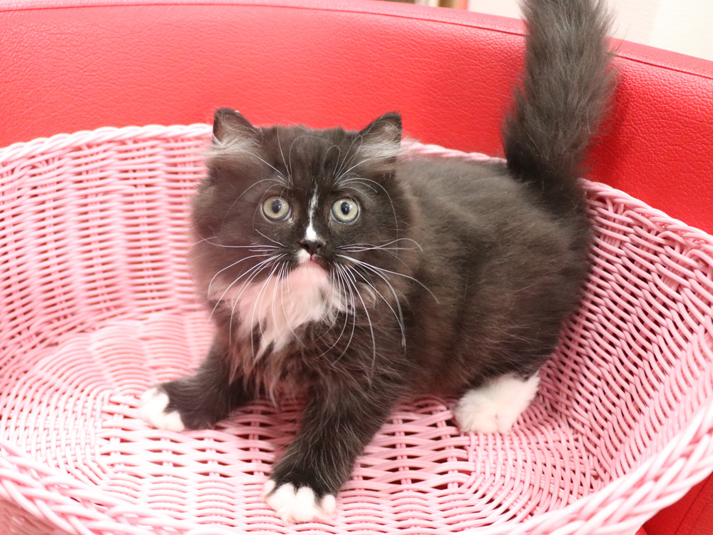ミヌエットの子猫