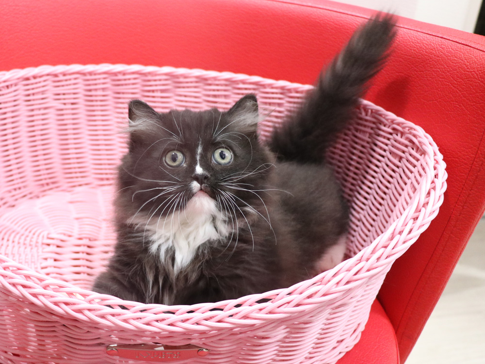 ミヌエットの子猫