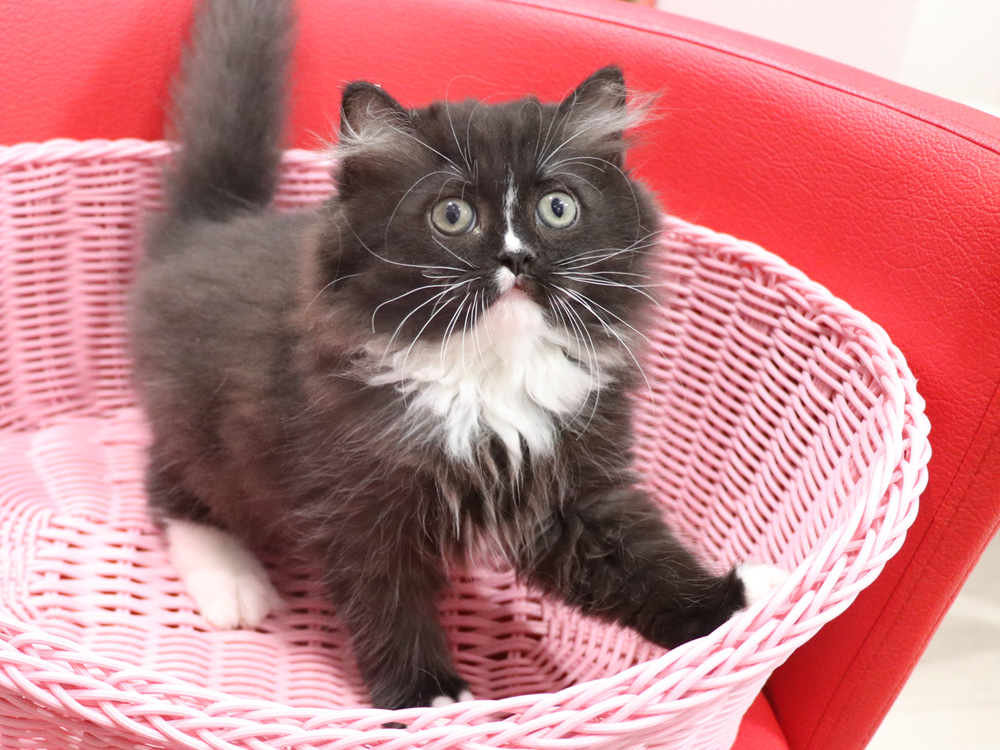 ミヌエットの子猫
