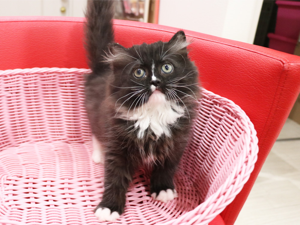 ミヌエットの子猫