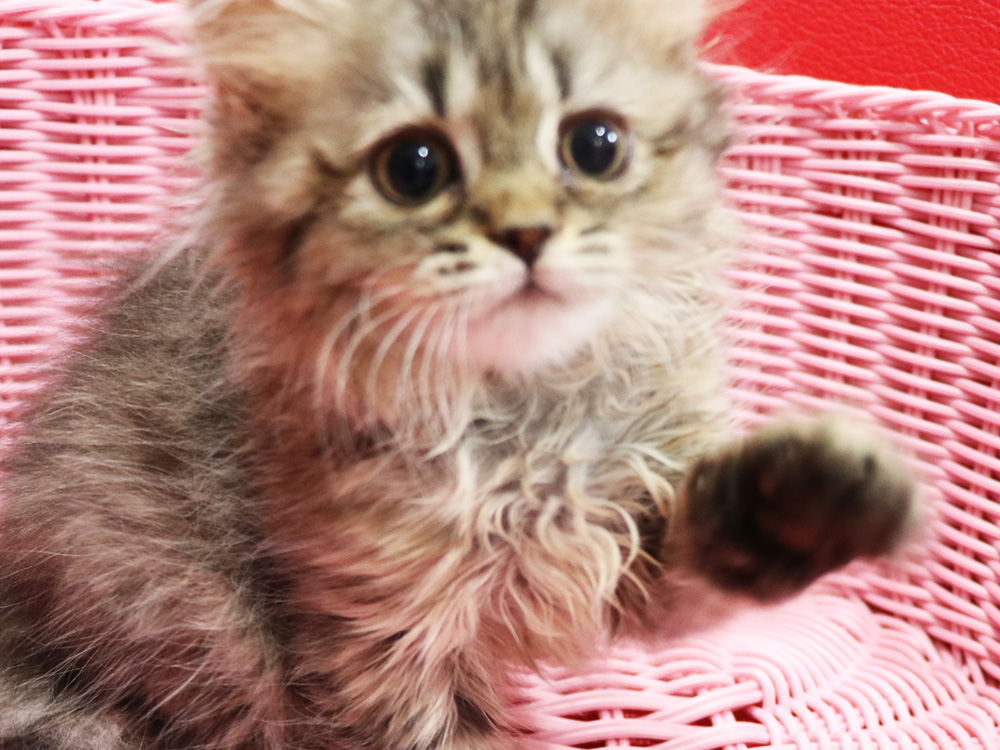 ミヌエットの子猫