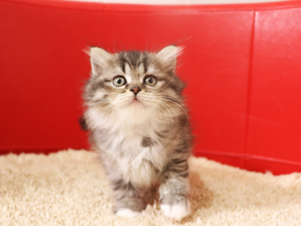 ミヌエットの子猫