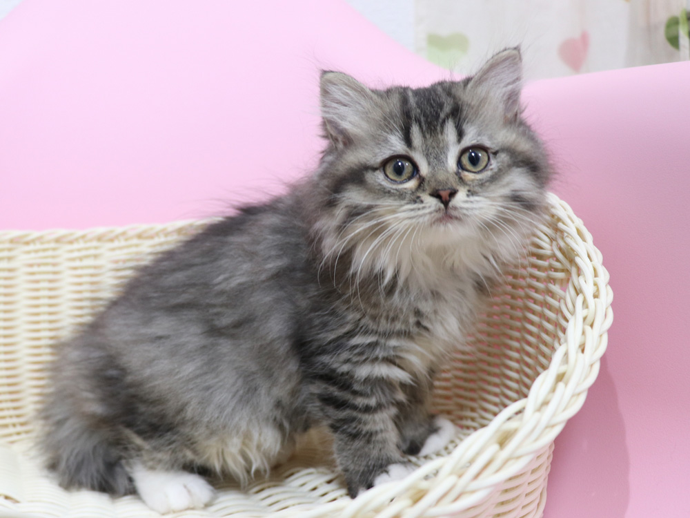 ミヌエットの子猫