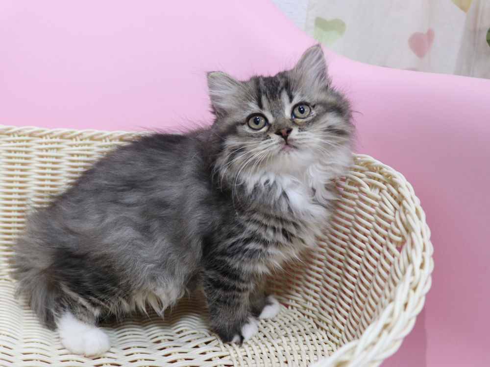 ミヌエットの子猫