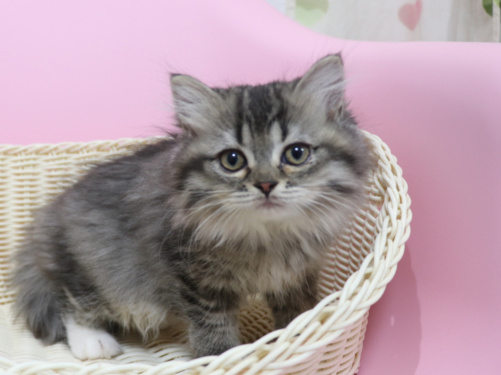ミヌエットの子猫