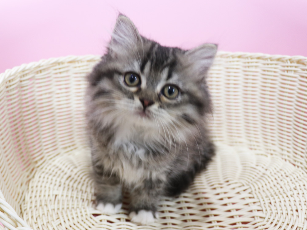 ミヌエットの子猫