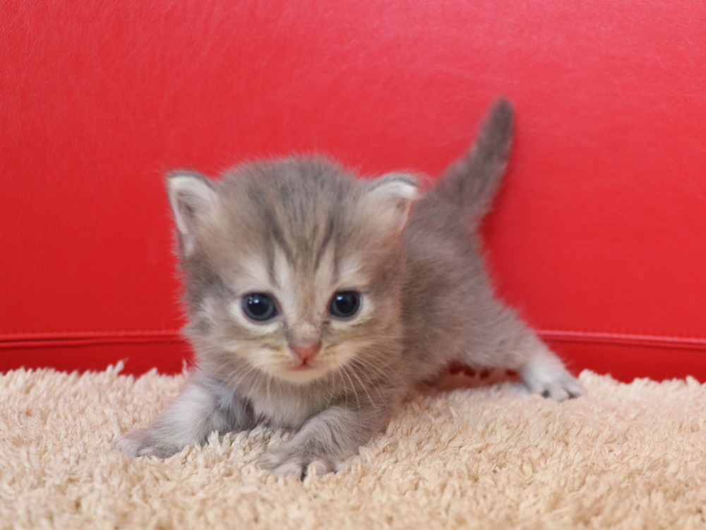 ミヌエットの子猫