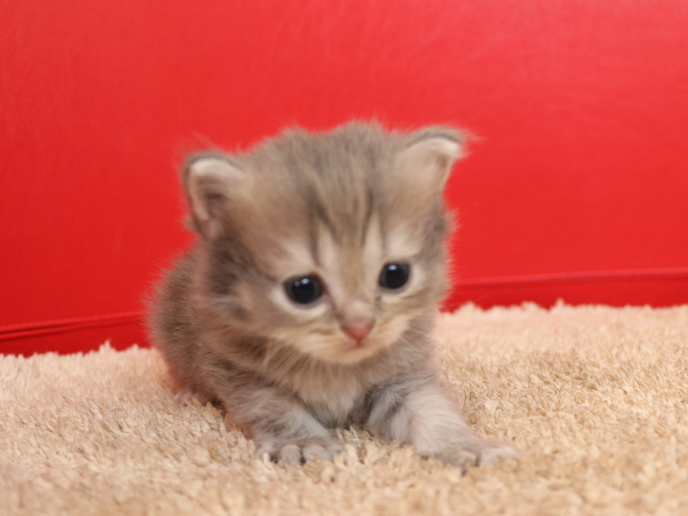 ミヌエットの子猫