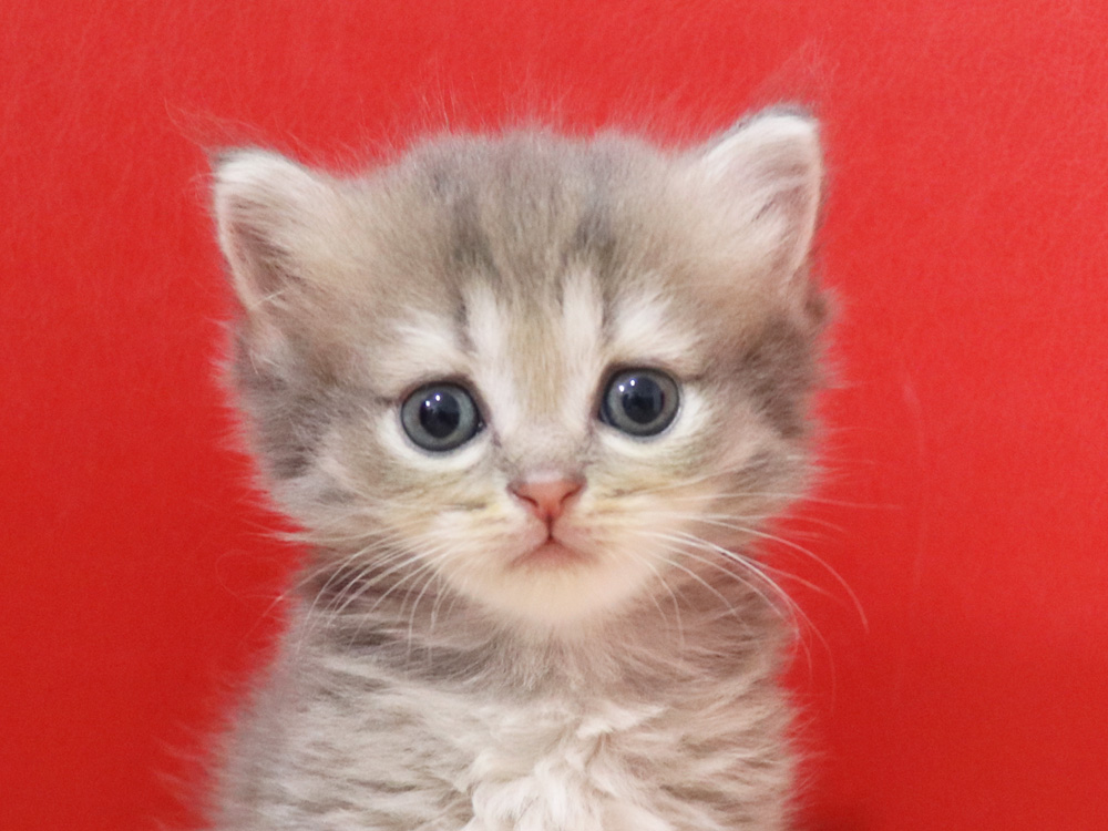 ミヌエットの子猫