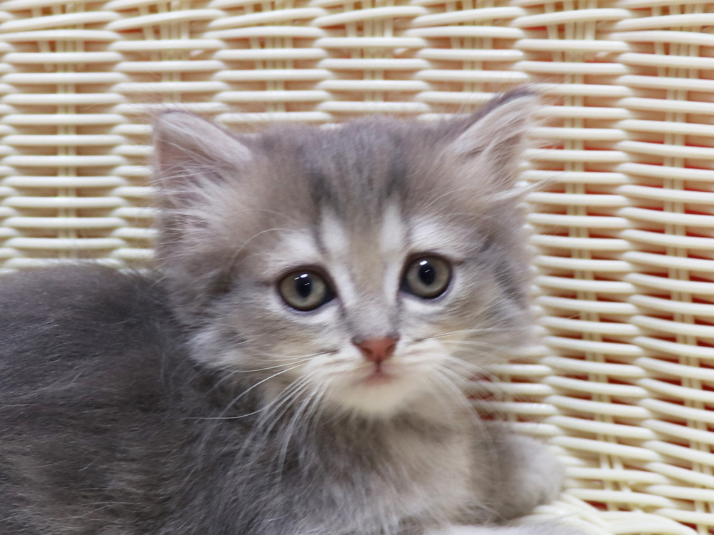 ミヌエットの子猫