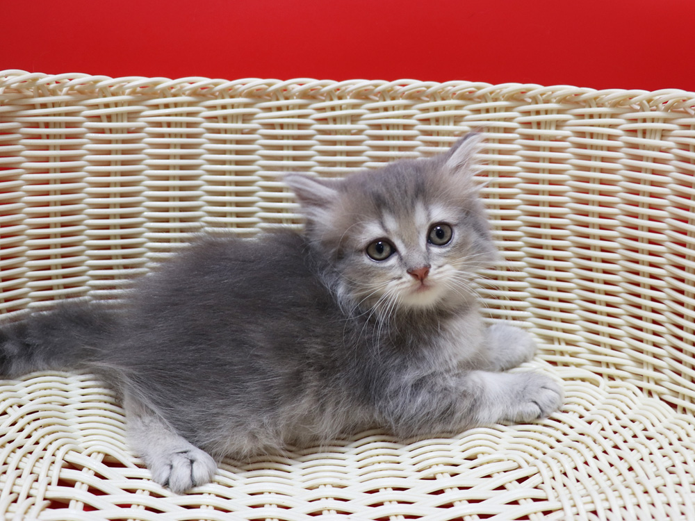ミヌエットの子猫