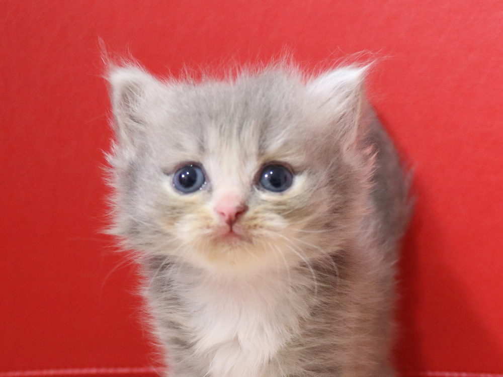 ミヌエットの子猫