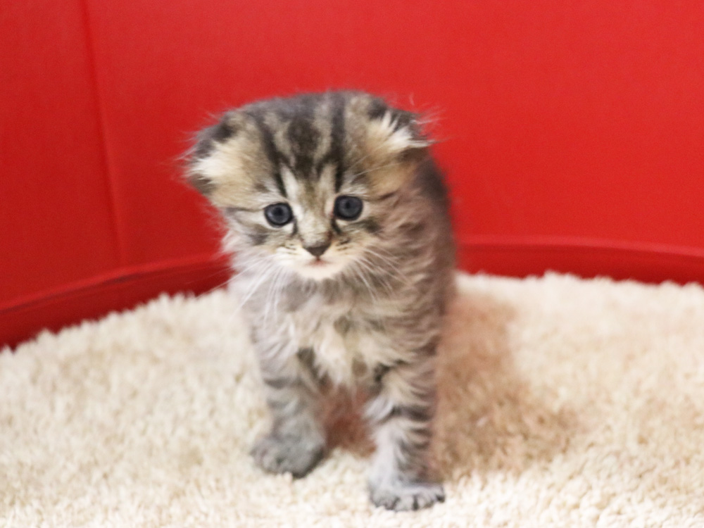 ミヌエットの子猫