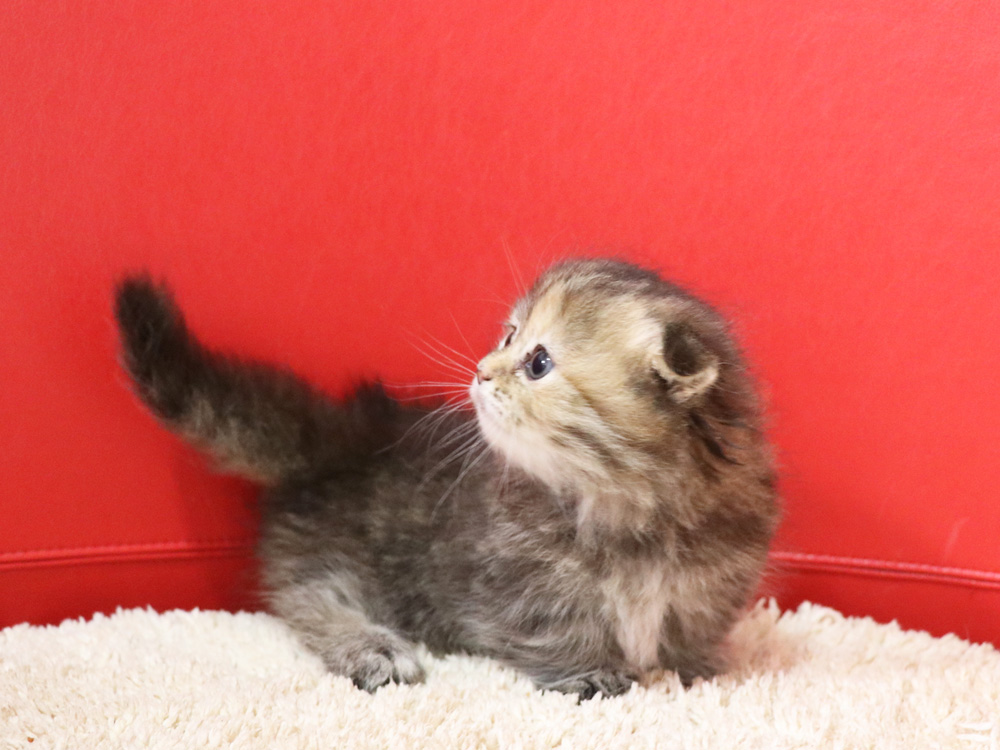 ミヌエットの子猫