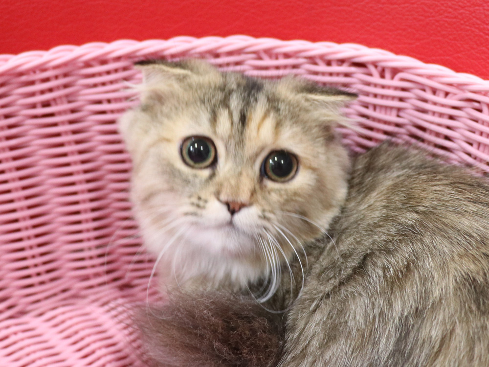 ミヌエットの子猫