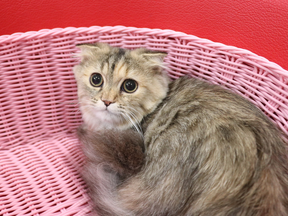 ミヌエットの子猫