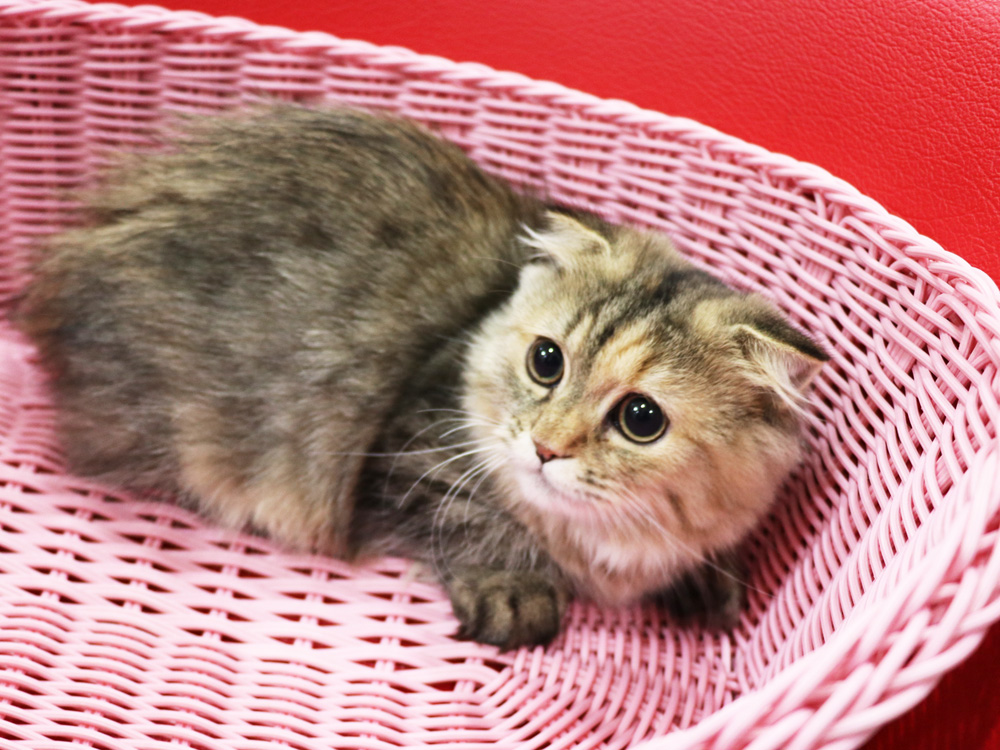 ミヌエットの子猫
