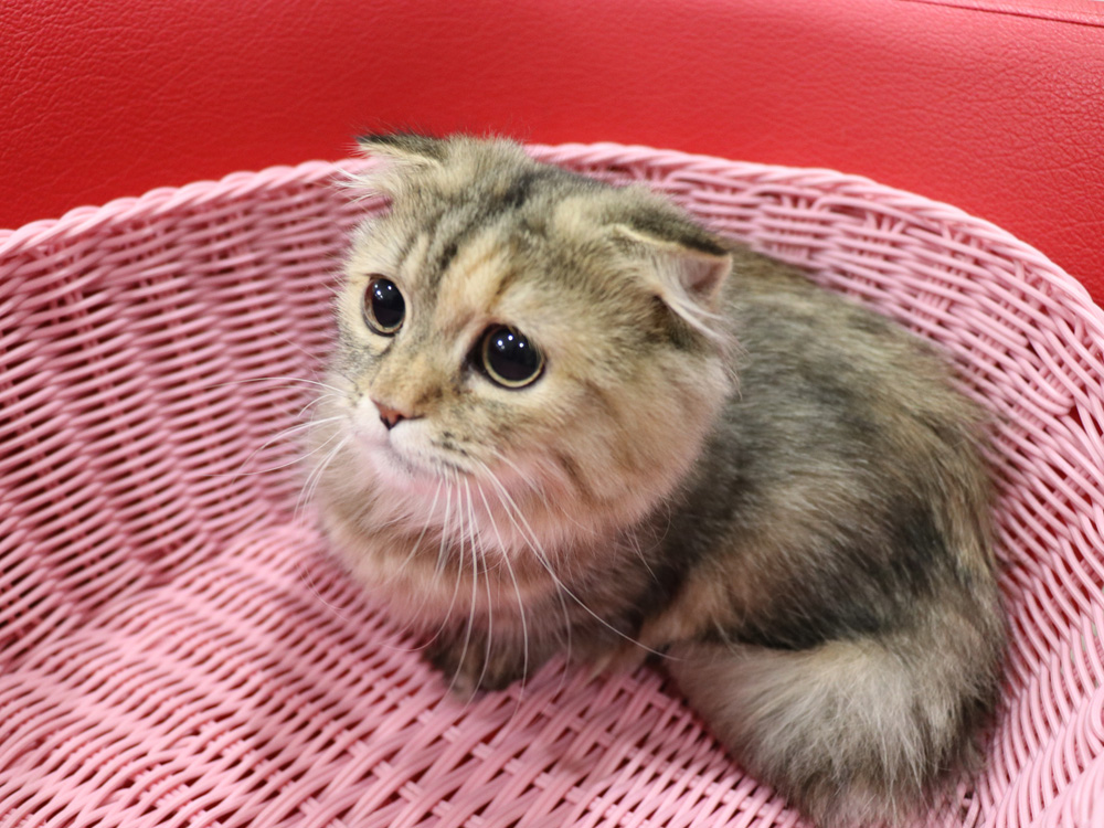ミヌエットの子猫