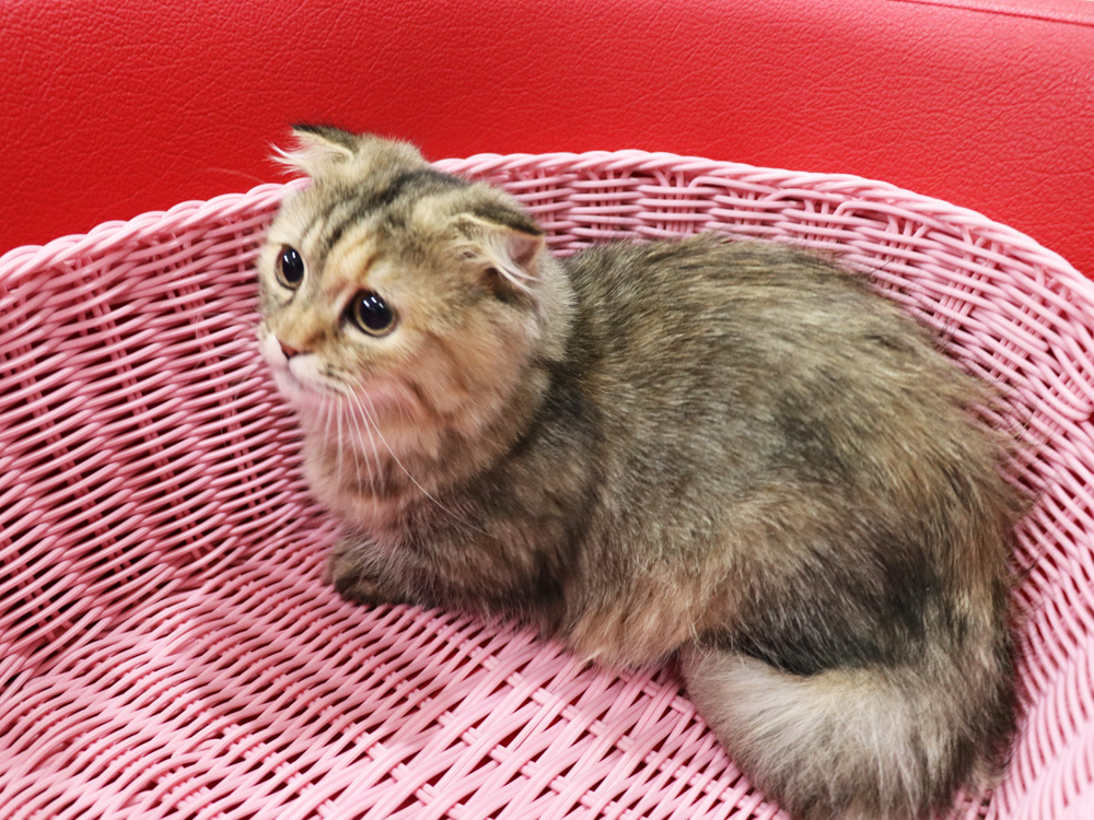 ミヌエットの子猫