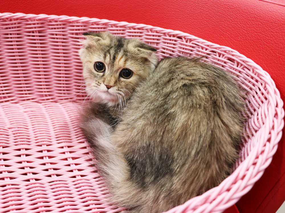 ミヌエットの子猫