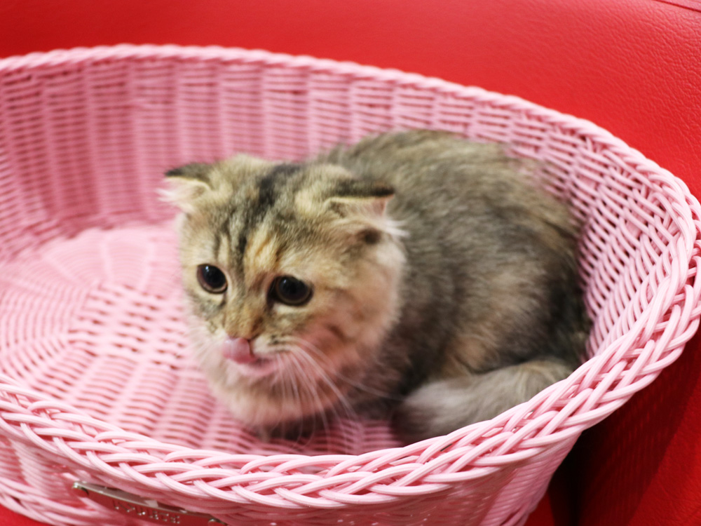 ミヌエットの子猫