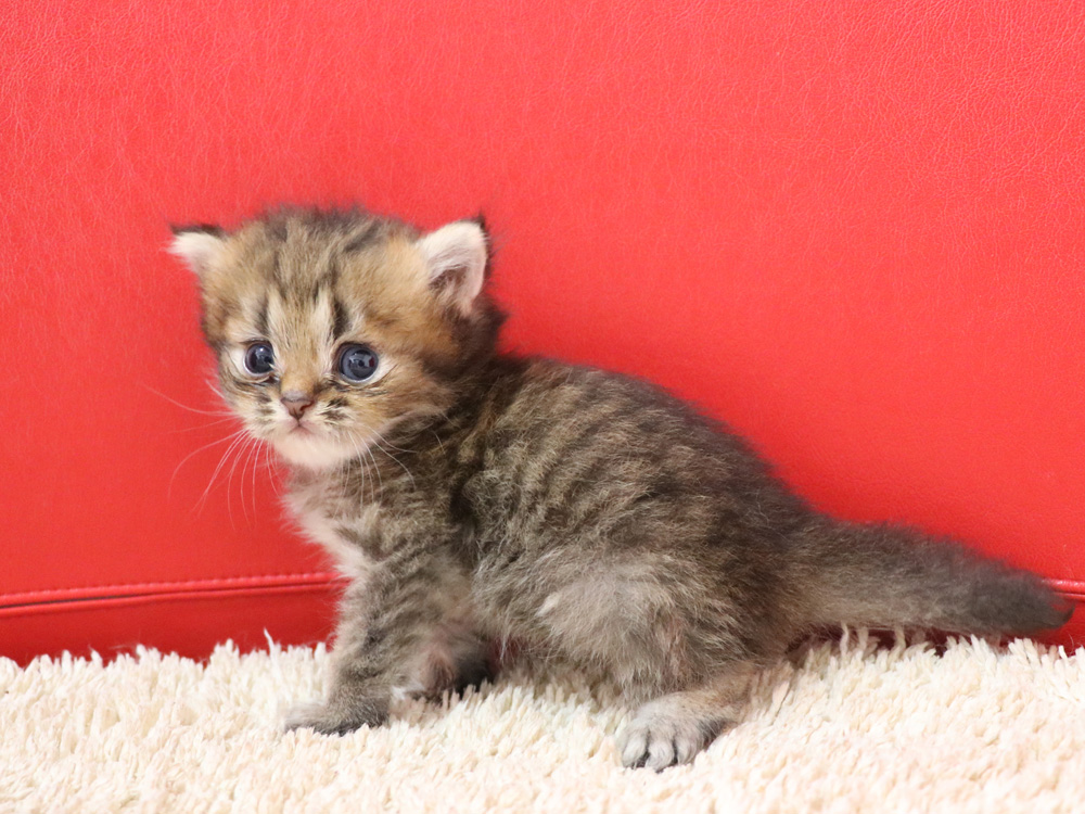 ミヌエットの子猫