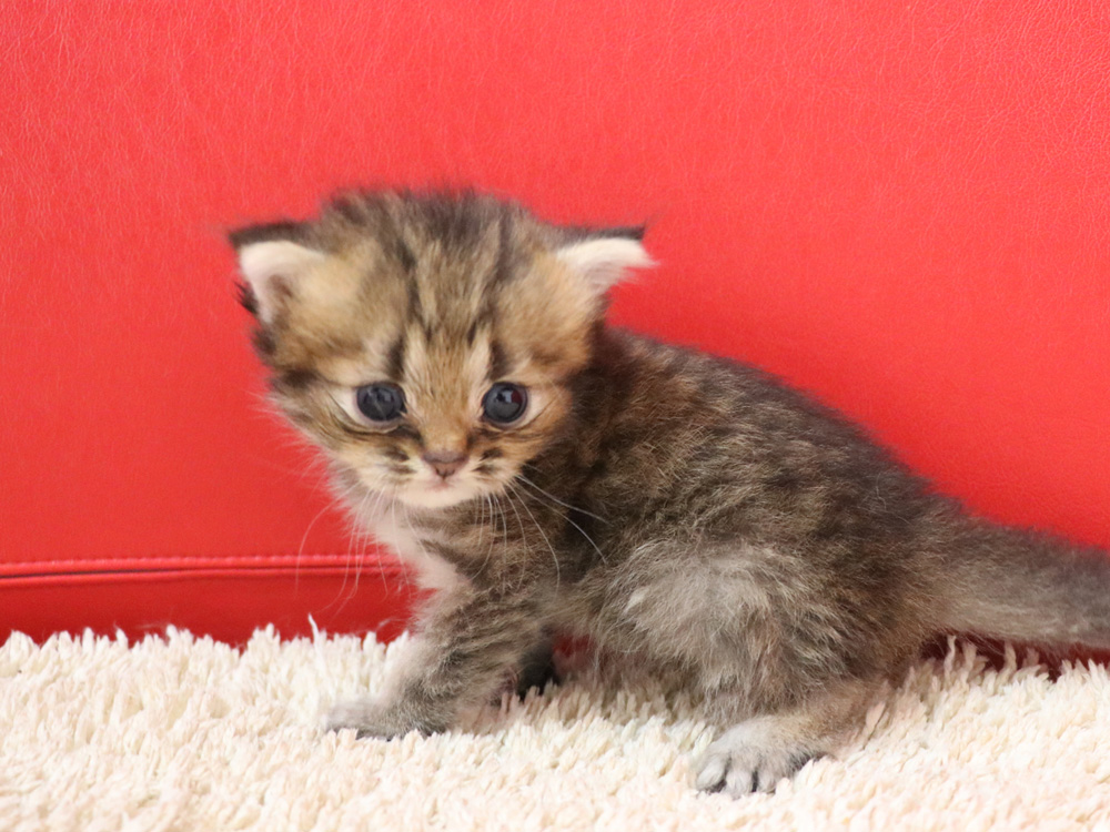 ミヌエットの子猫