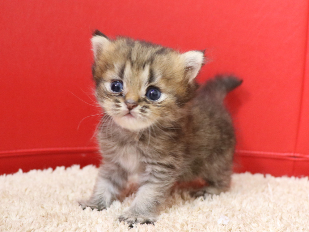 ミヌエットの子猫