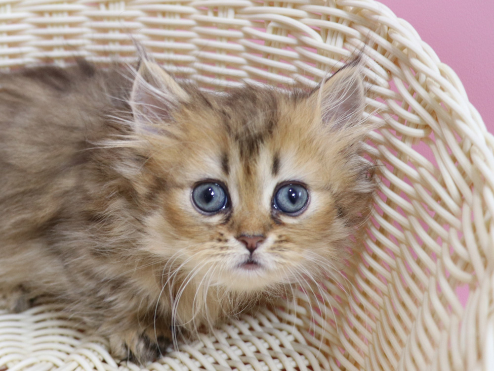 ミヌエットの子猫