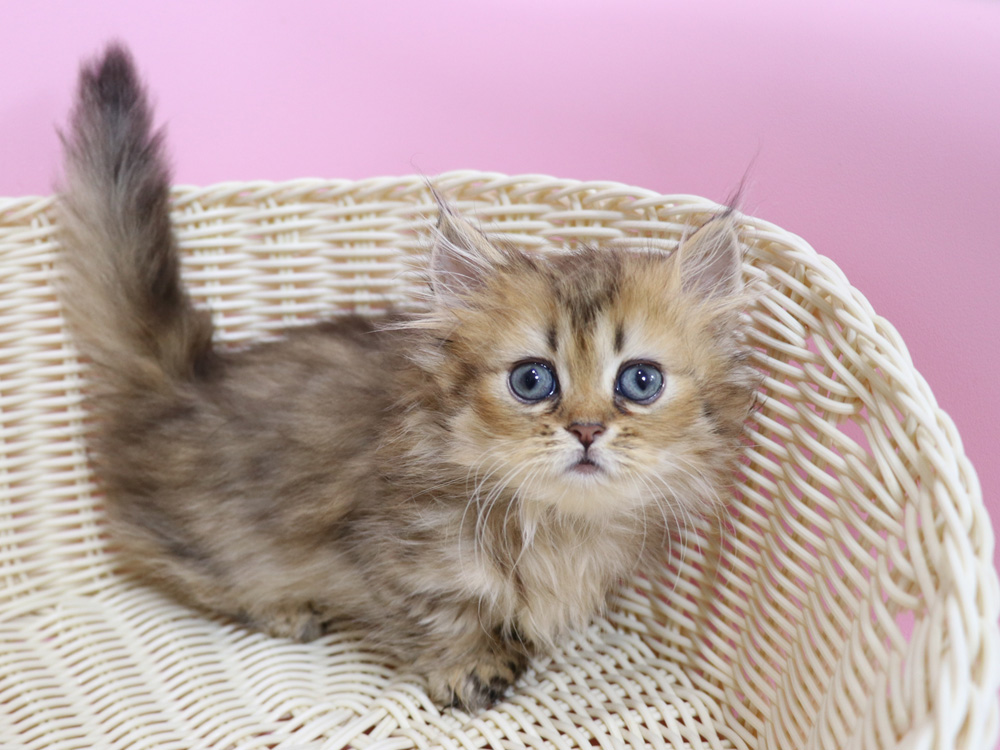 ミヌエットの子猫