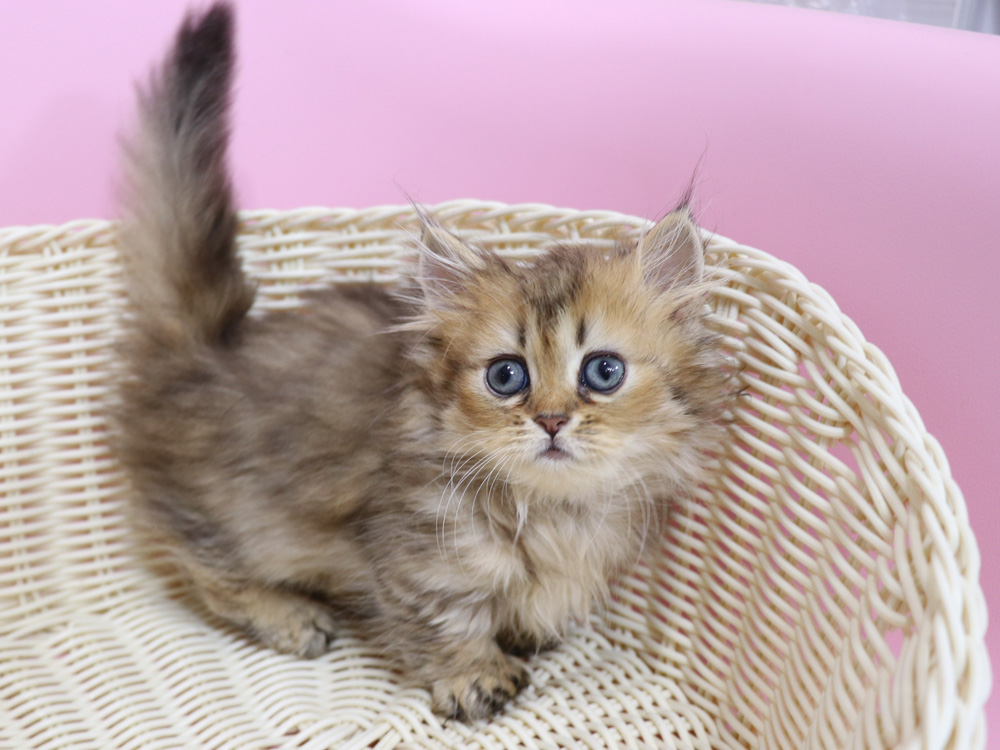 ミヌエットの子猫