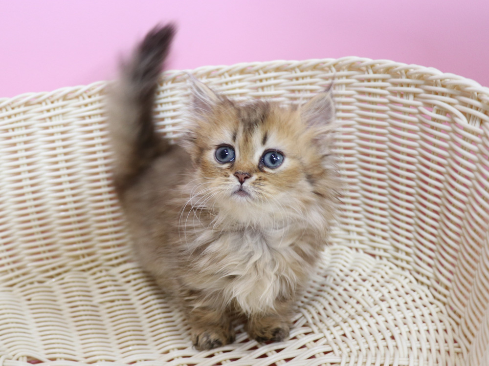 ミヌエットの子猫