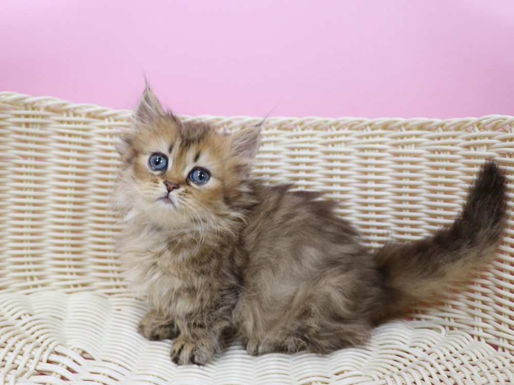 ミヌエットの子猫