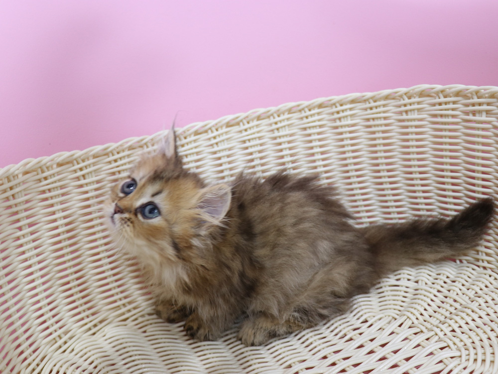 ミヌエットの子猫