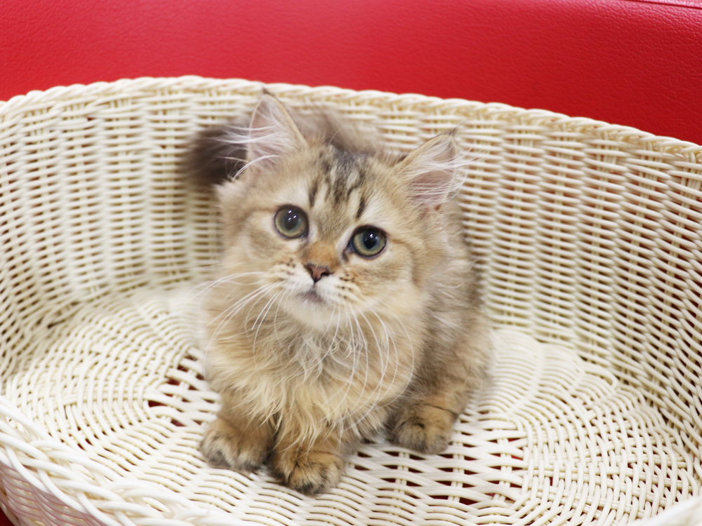 ミヌエットの子猫