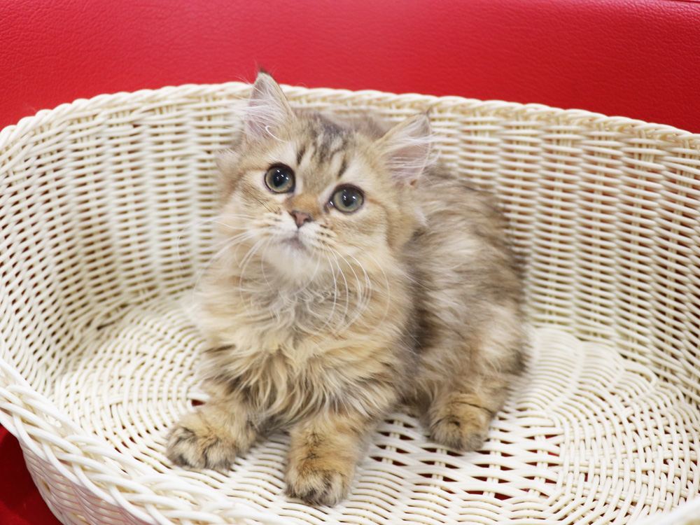 ミヌエットの子猫